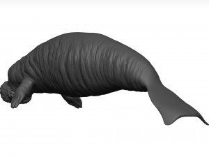 Manatee 3D-Modell
