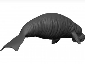 Manatee 3D-Modell