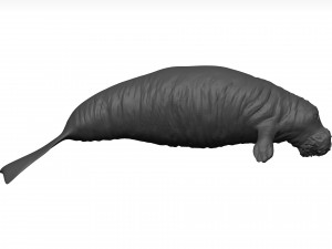 Manatee 3D-Modell