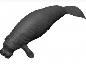 Manatee 3D-Modell