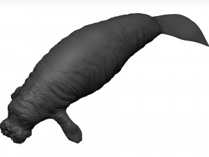 Manatee 3D-Modell