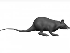 老鼠 3D 模型
