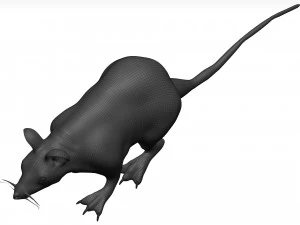 老鼠 3D 模型