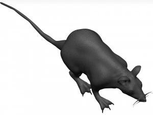 老鼠 3D 模型
