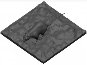 老鼠 3D 模型