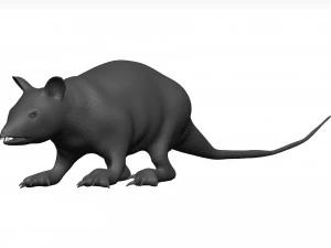 Opossum 3D Model