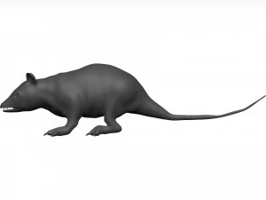 Opossum 3D Model