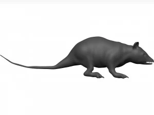 Opossum 3D Model