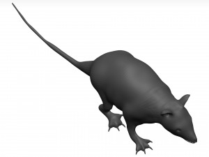 Opossum 3D 모델