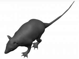 Opossum 3D 모델