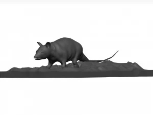 Opossum 3D Model