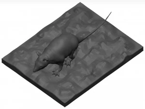 Opossum 3D Model