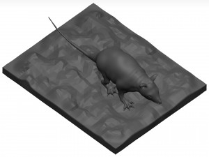 Opossum 3D 모델