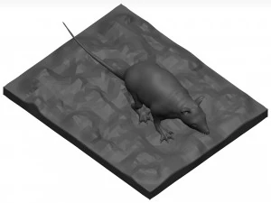 Opossum 3D Model