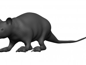 Opossum 3D 모델