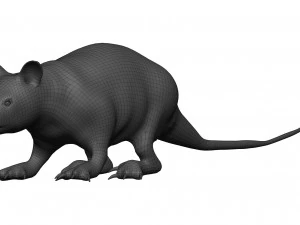 Opossum 3D Model