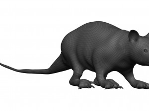 Opossum 3D 모델