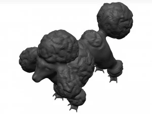 Poodle Modelo 3D