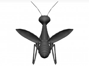 Praying mantis Model 3D