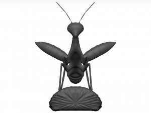 Praying mantis Model 3D