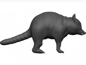 Raccoon 3D Model