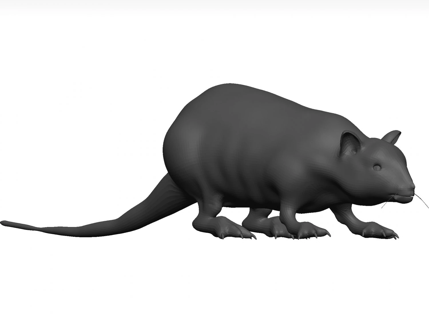 Rat 3D Model .c4d .max .obj .3ds .fbx .stl .blend 
