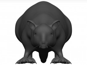 Rat 3D मॉडल
