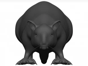 Rat 3D Model