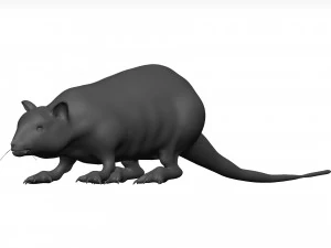 Rat 3D Model