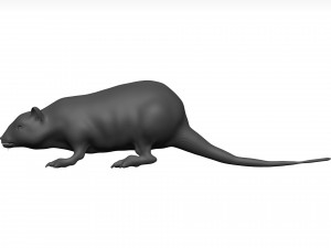Rat 3D मॉडल