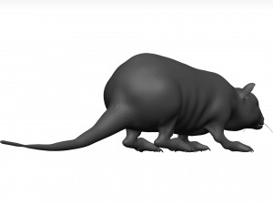 Rat 3D मॉडल