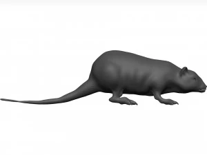 Rat 3D Model