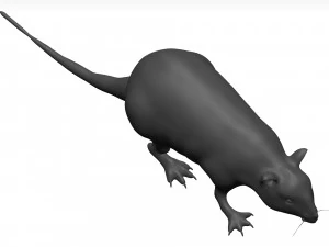 Rat 3D Model
