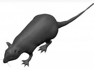 Rat 3D Model