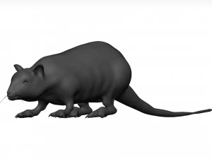 Rat 3D Model