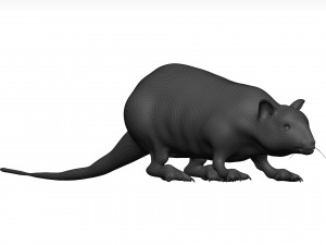 Rat 3D मॉडल