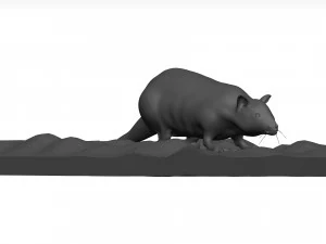 Rat 3D Model