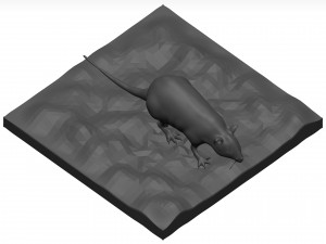 Rat 3D मॉडल