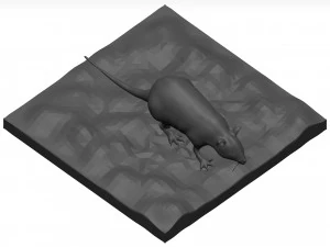 Rat 3D Model
