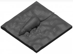 Rat 3D Model