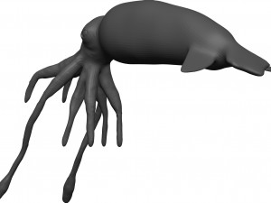 Squid 3D Model