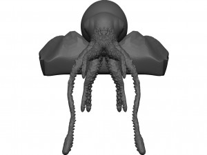 Squid 3D Model