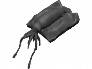 Squid 3D Model