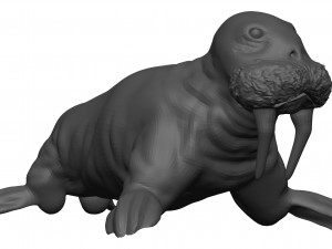 Walrus Modello 3D