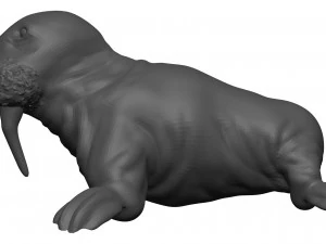 Walrus 3D Model