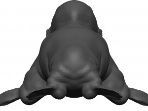 Walrus 3D Model