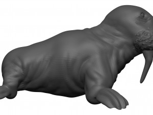 Walrus 3D 모델