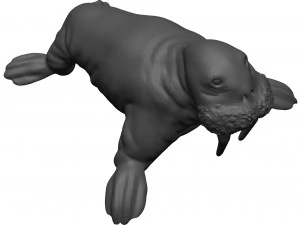 Walrus 3D Model