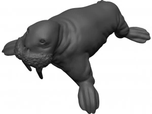 Walrus 3D Model