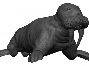 Walrus 3D Model